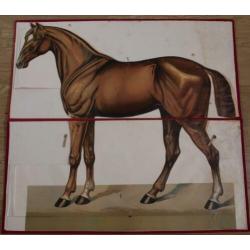 Schoolplaat schoolplaten Paard anatomie